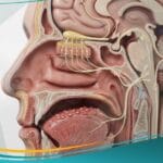 _اضطرابات الطعم والرائحة