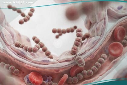 البكتيريا العقدية B