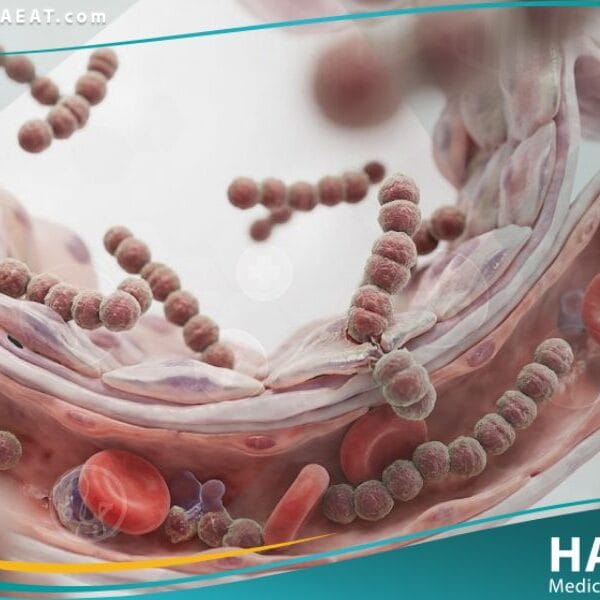 البكتيريا العقدية B