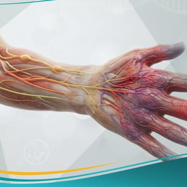 الحثل الانعكاسي الودي