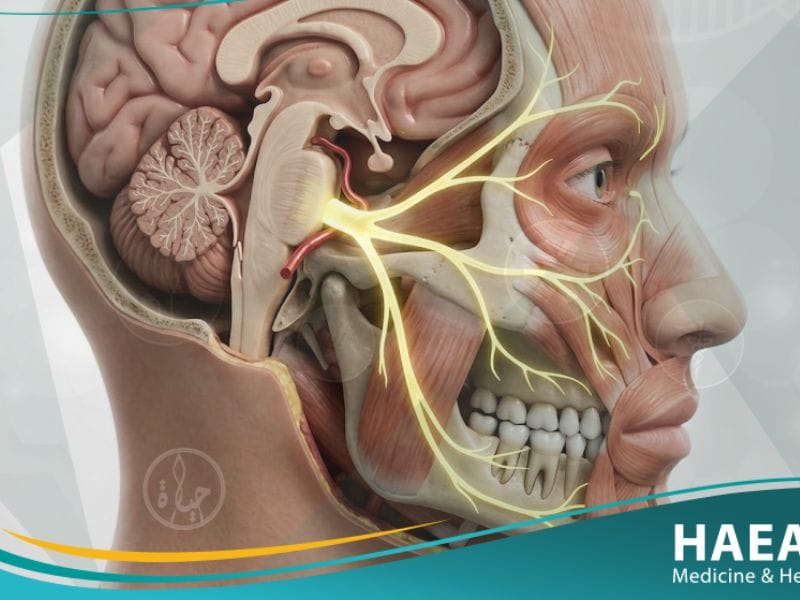 العصب الثلاثي التوائم