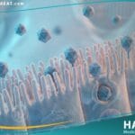 الفيروسات المعوية لدى الاطفال