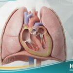 النبض المتناقض