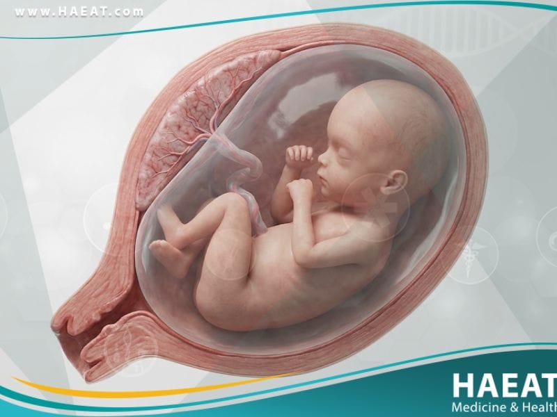 تخلف النمو الداخل رحمي