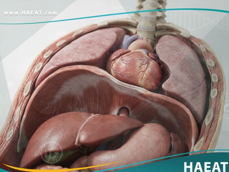 _شلل الحجاب الحاجز