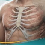 صدر جؤجؤي (1)