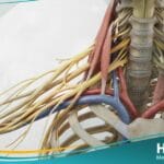 ضفيرة عضدية