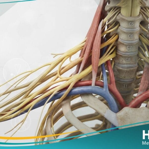 ضفيرة عضدية