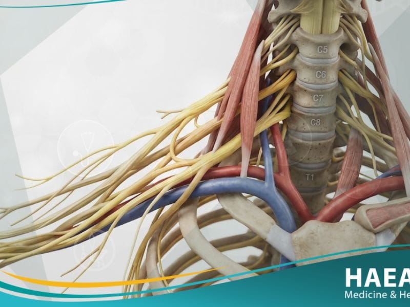 ضفيرة عضدية