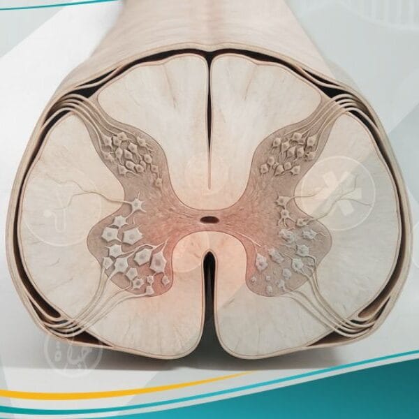 ضمور النخاع الشوكي