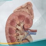 قصور الغدة الكظرية (1)