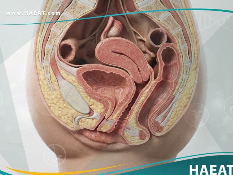 قيلة مثانية