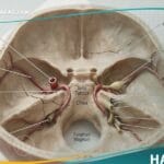 كسر قاعدة الجمجمة