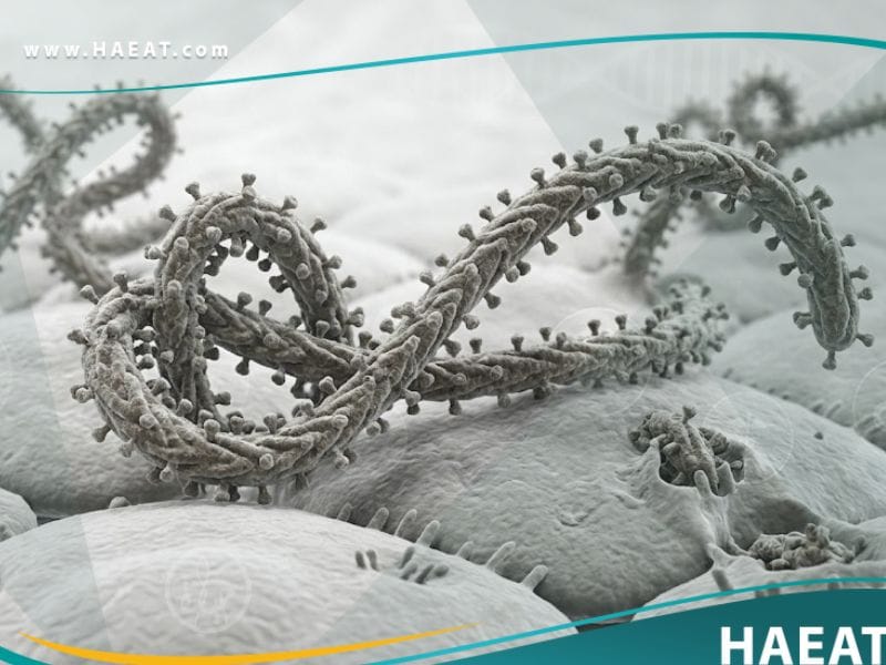 مرض فيروس الإيبولا