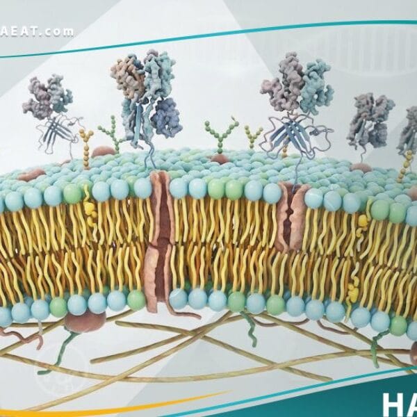 _مستضد نسيجي