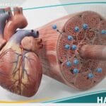 نقص بوتاسيوم الدم