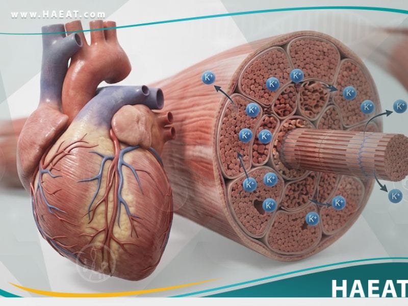 نقص بوتاسيوم الدم | 7 حقائق عن الأعراض، الأسباب، والعلاج 19 نقص بوتاسيوم الدم