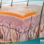 وجود الكاروتين في الدم