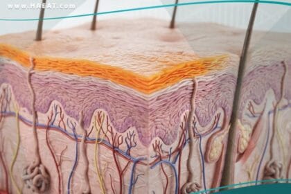 وجود الكاروتين في الدم