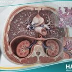 _ورام حبيبي ويغنري