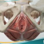 التهاب دهليز الفرج