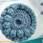 فيروس HPV (1)