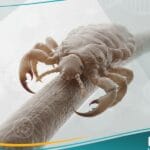 قمل العانة (1)