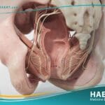 سلس البراز (2)