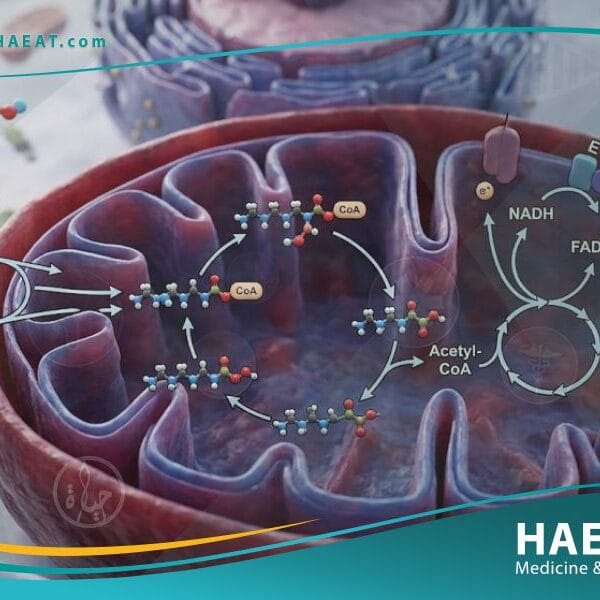 أكسدة الأحماض الدهنية (1)