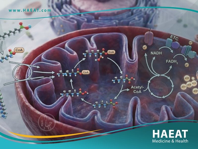 أكسدة الأحماض الدهنية (1)